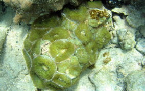 St. Thomas False Coral Corallomorph - Discosoma sanctithomae