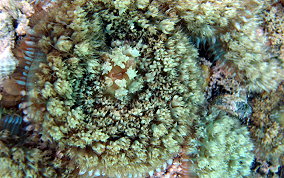 St. Thomas False Coral Corallomorph - Discosoma sanctithomae