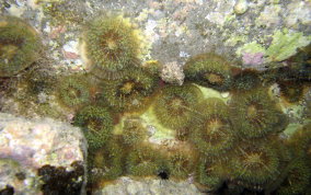 St. Thomas False Coral Corallomorph - Discosoma sanctithomae