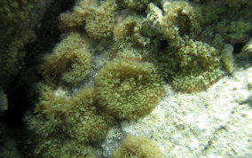 St. Thomas False Coral Corallomorph - Discosoma sanctithomae