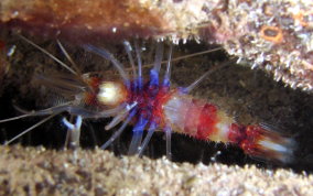 Banded Coral Shrimp - Stenopus hispidus