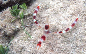 Banded Coral Shrimp - Stenopus hispidus