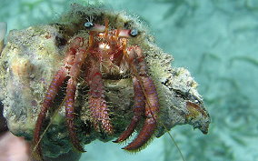 Bareye Hermit Crab - Dardanus focosus