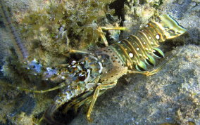 Caribbean Spiny Lobster - Panulirus argus 