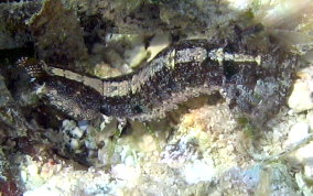 Ciliated False Squilla - Pseudosquilla ciliate 