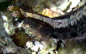 Ciliated False Squilla - Pseudosquilla ciliate 