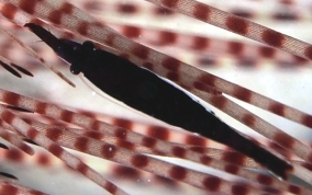 Commensal Urchin Shrimp - Stegopontonia commensalis