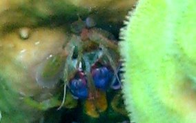 Dark Mantis Shrimp - Neogonodactylus ssp.