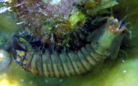 Dark Mantis Shrimp - Neogonodactylus ssp.