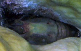 Dark Mantis Shrimp - Neogonodactylus ssp.