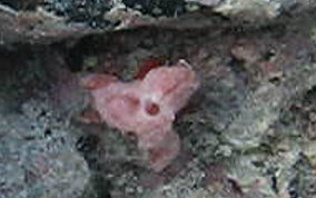 Decorator Crab - Caribbean