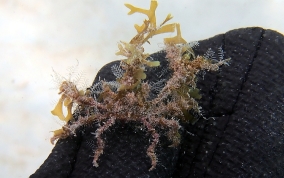 Decorator Crab - Caribbean