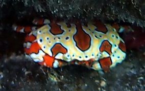 Gaudy Clown Crab - Platypodiella spectabilis 