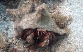 Giant Hermit Crab - Petrochirus diogenes 