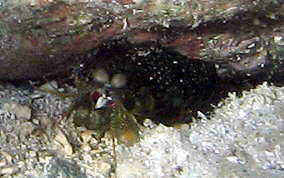 Mantis Shrimp - Neogonodactylus ssp.
