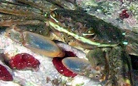 Nimble Spray Crab - Percnon gibbesi