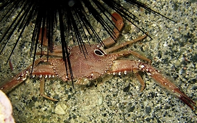 Ocellate Swimming Crab - Portunus sebae