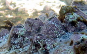 Sessile Barnacle - Subclass Cirripedia