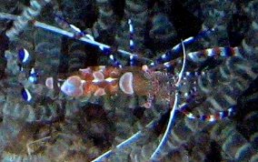 Spotted Cleaner Shrimp - Periclimenes yucatanicus 