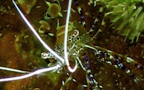 Spotted Cleaner Shrimp - Periclimenes yucatanicus 