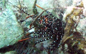 Spotted Spiny Lobster - Panulirus guttatus