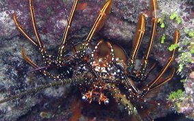 Spotted Spiny Lobster - Panulirus guttatus