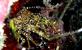 Spotted Spiny Lobster - Panulirus guttatus