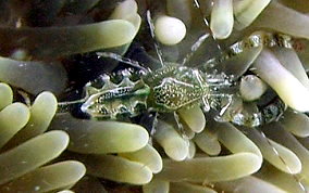 Sun Anemone Shrimp - Periclimenes rathbunae