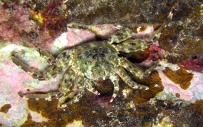 Tidal Spray Crab - Plagusia depressa