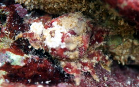 Crypic Teardrop Crab