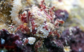 Crypic Teardrop Crab