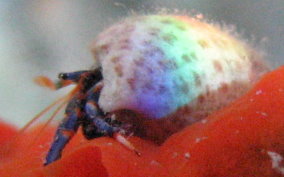 Tri-Colored Hermit Crab - Clibanarius tricolor