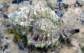 Apple Murex - Chicoreus pomum