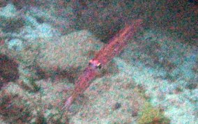 Arrow Squid - Family Loliginidea