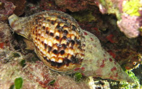 Atlantic Triton's Trumpet - Charonia variegata