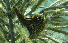 Atlantic Wing Oyster