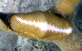 Flamingo Tongue - Cyphoma gibbosum 