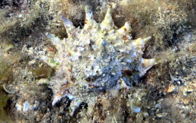 Longspine Starsnail (Astralium phoebium) 