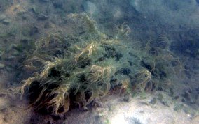 Ragged Seahare - Bursatella leachii