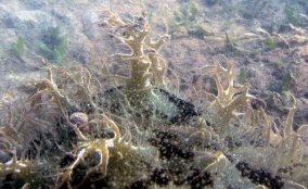 Ragged Seahare - Bursatella leachii