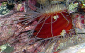 Rough Fileclam - Lima scabra