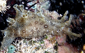 Spotted Seahare- Aplysia dactylomela