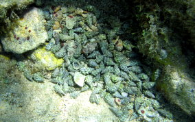 Stocky Cerith - Cerithium litteratum