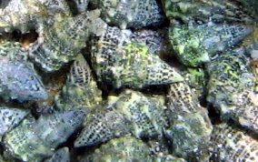 Stocky Cerith - Cerithium litteratum