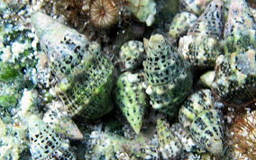 Stocky Cerith - Cerithium litteratum