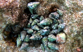 Stocky Cerith - Cerithium litteratum