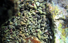 Stocky Cerith - Cerithium litteratum