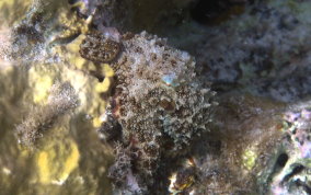Two-spot Octopus -  Octopus filosusi