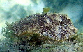 Warty Sidegill Slug - Pleurobranchus crossei