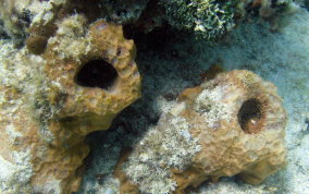 Giant Barrel Sponge - Xestospongia muta